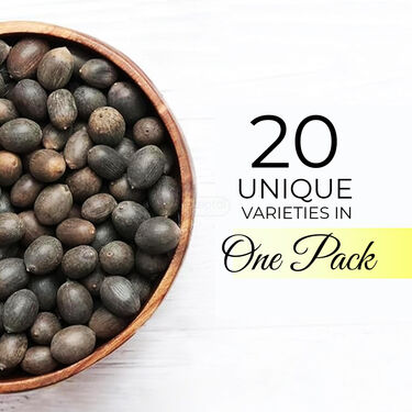 Lotus Flower Seeds - Pack Of 20 (LOFS)