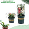 Flower Pot Plant Support Stakes (FPSS)